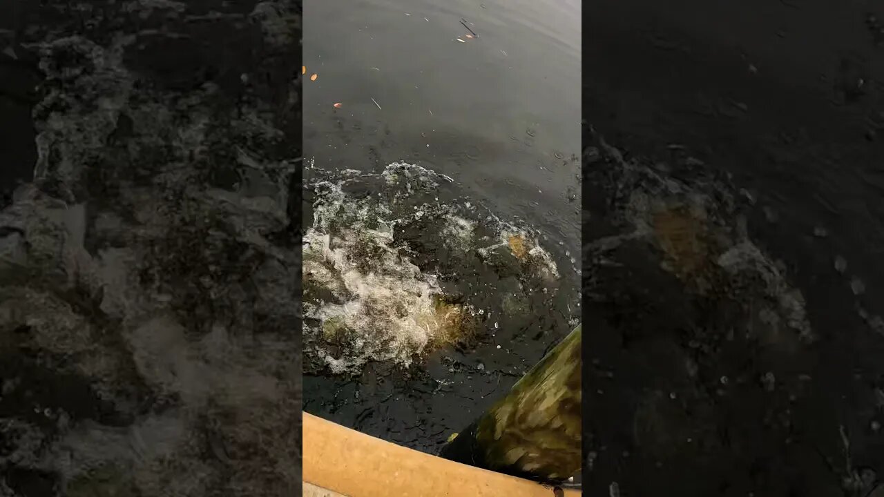 Shark attack at the Dock! #snook #nature #shark