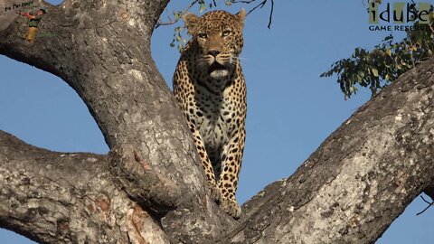 Stereotypical Leopard In Trees