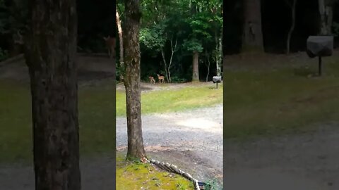 Caught Rednosed, Future Freezer Fawns