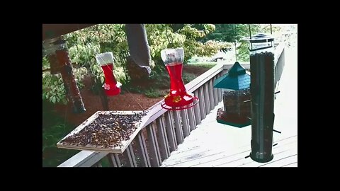 Live Sept 9 2021 Bird Feeder in Asheville NC. In the mountains