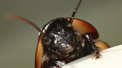 cockroach, close-up