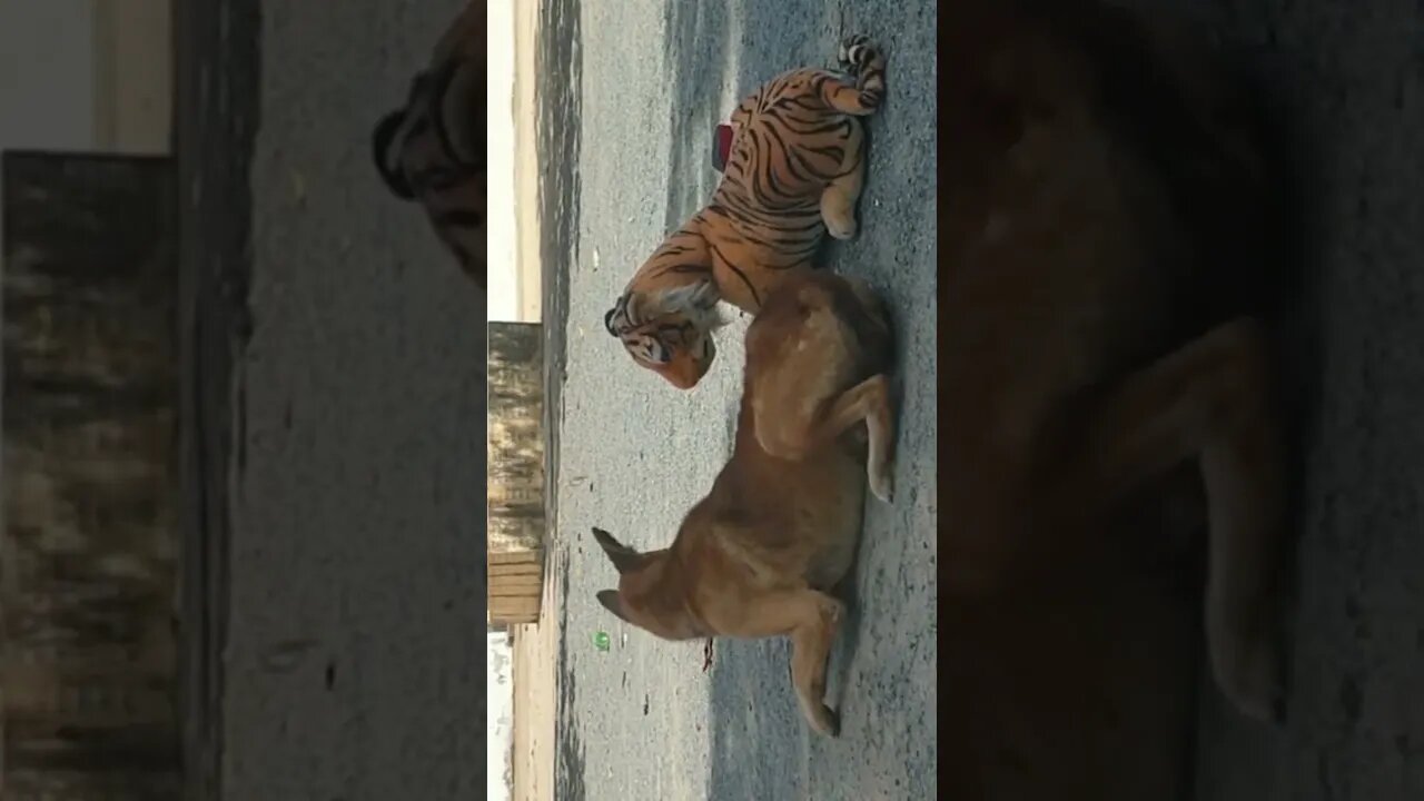 fake tiger🐯🙊 prank dog🐶😜 very funny #shorts #animals #trending 👍