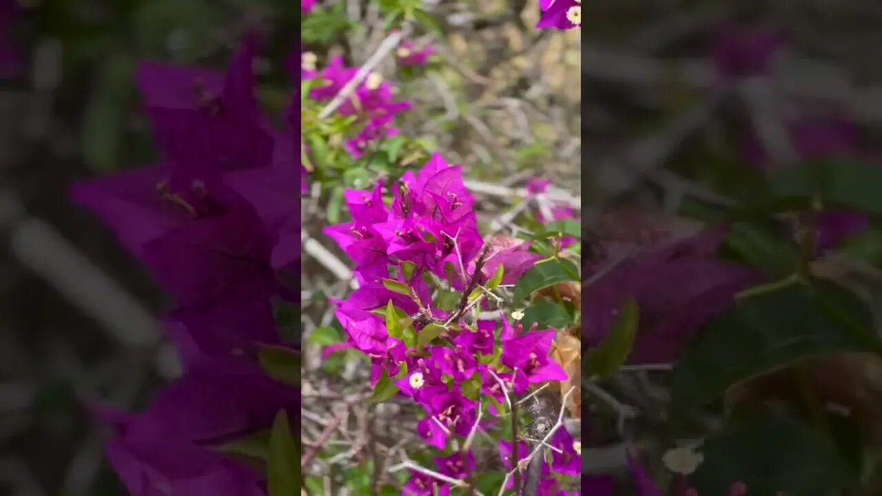 Flowers, plants, and a rare bird, at Smith Family Garden Luau at Wailua Kauai Hawaii.