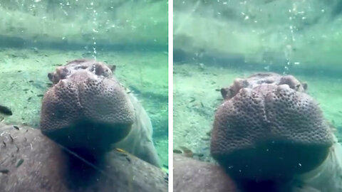 Hippos snooze bubbles are way too cute!