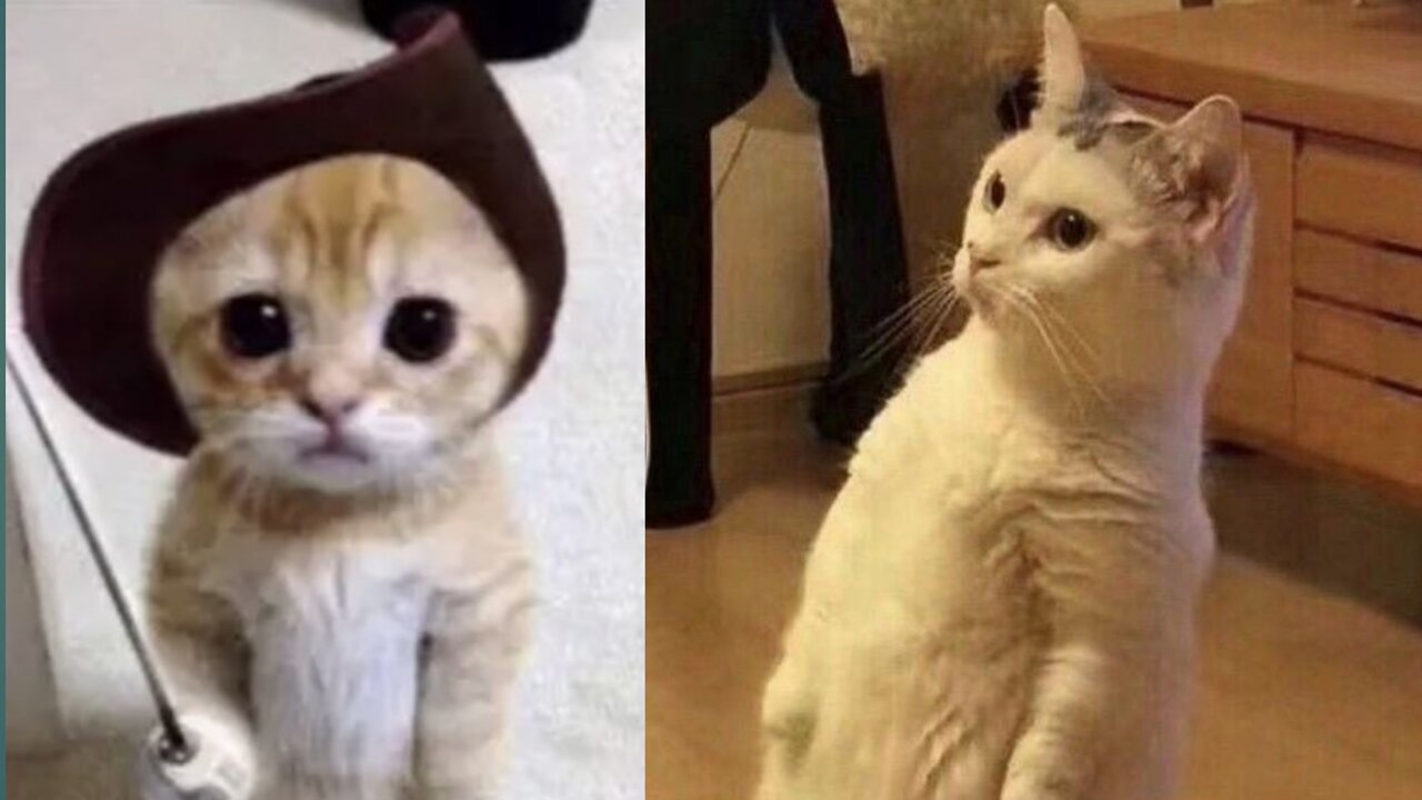 Watch the fun video of the cat , I didn't even know my face
