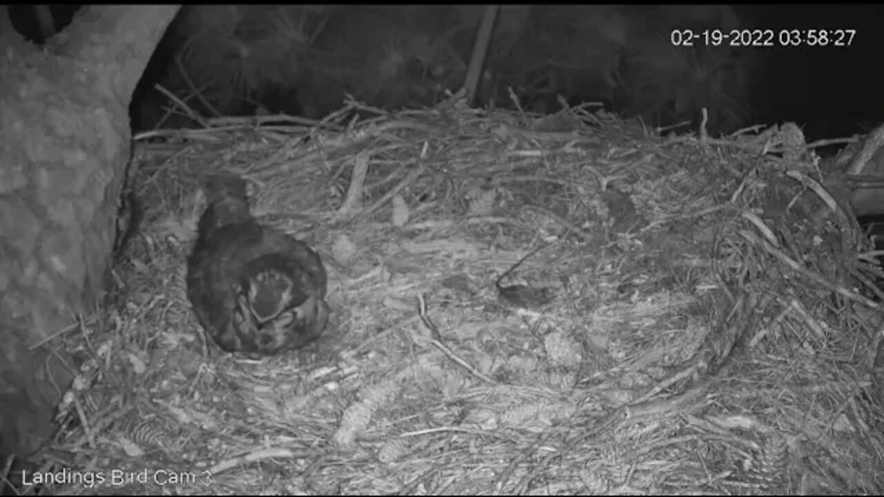 🥚 Mom Tidies Up The Nest 🦉 2/19/22 3:58