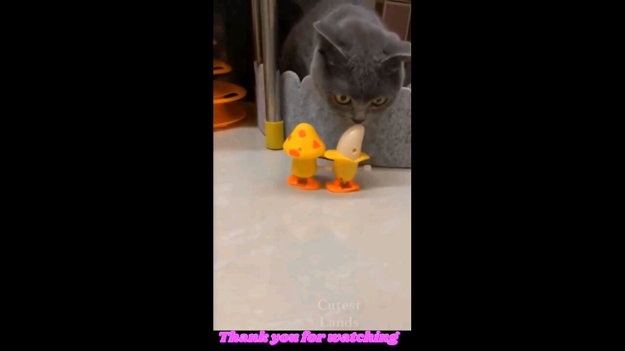 funny-animals-video