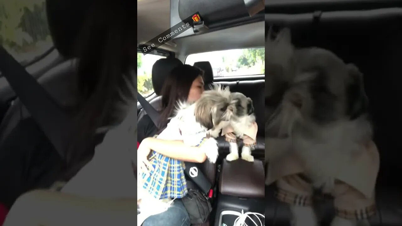 Cute Shih tzu puppies getting ready for a ride