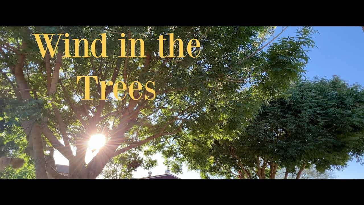 A Gentle Breeze in the Trees as the Sun Goes Down
