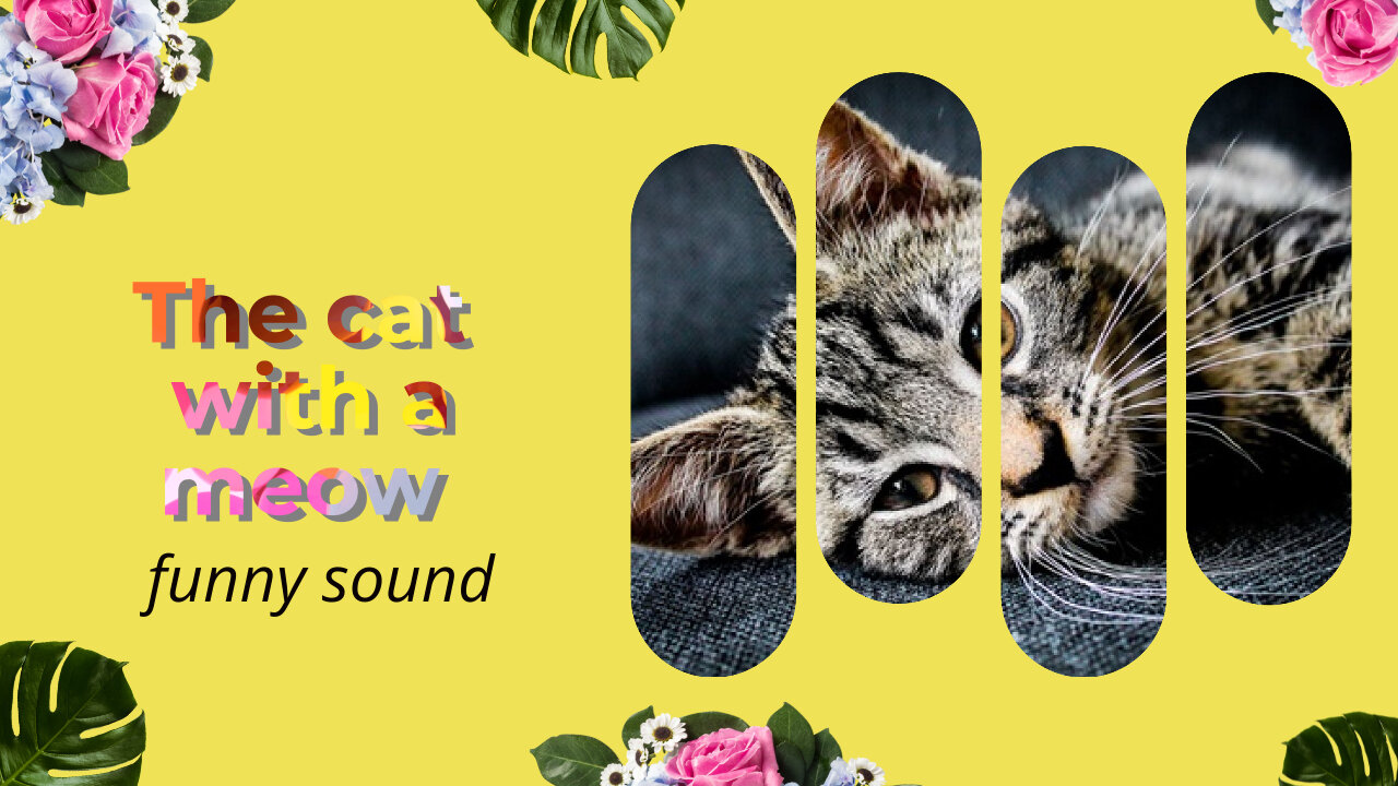 A cat with a meow that's so funny it hurts your head