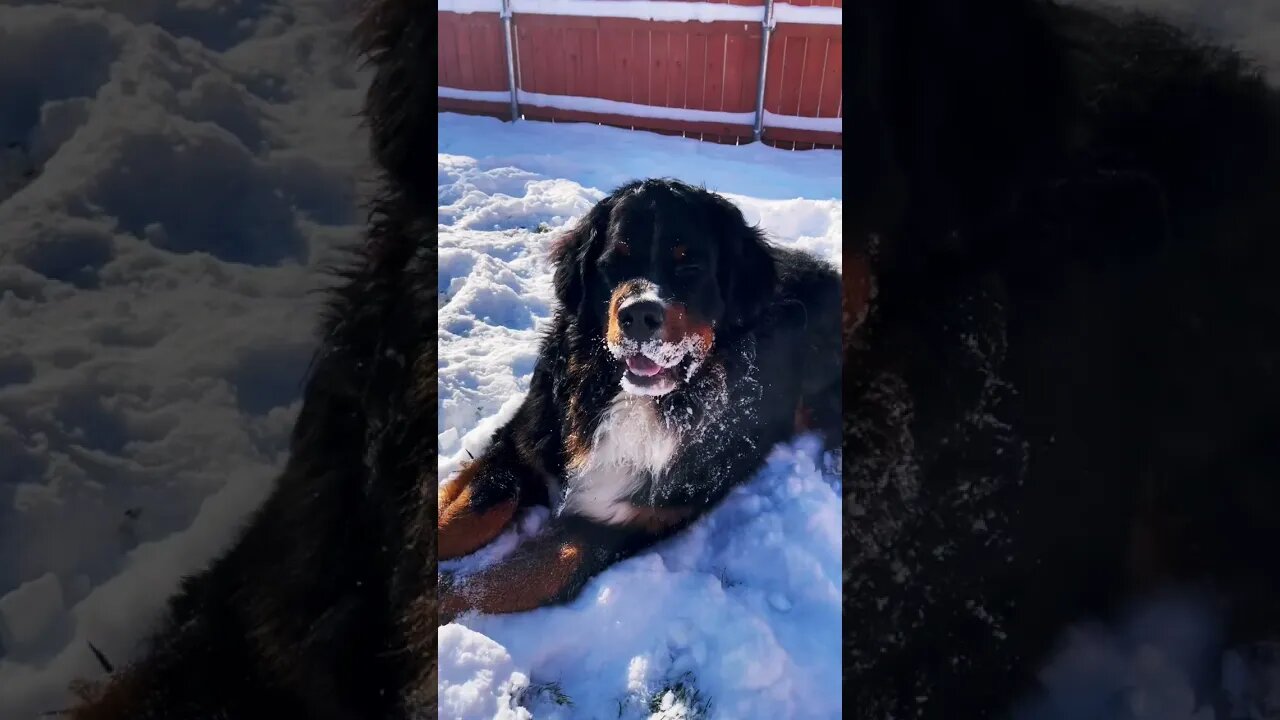 Bernese Mountain Dogs LOVE Snow