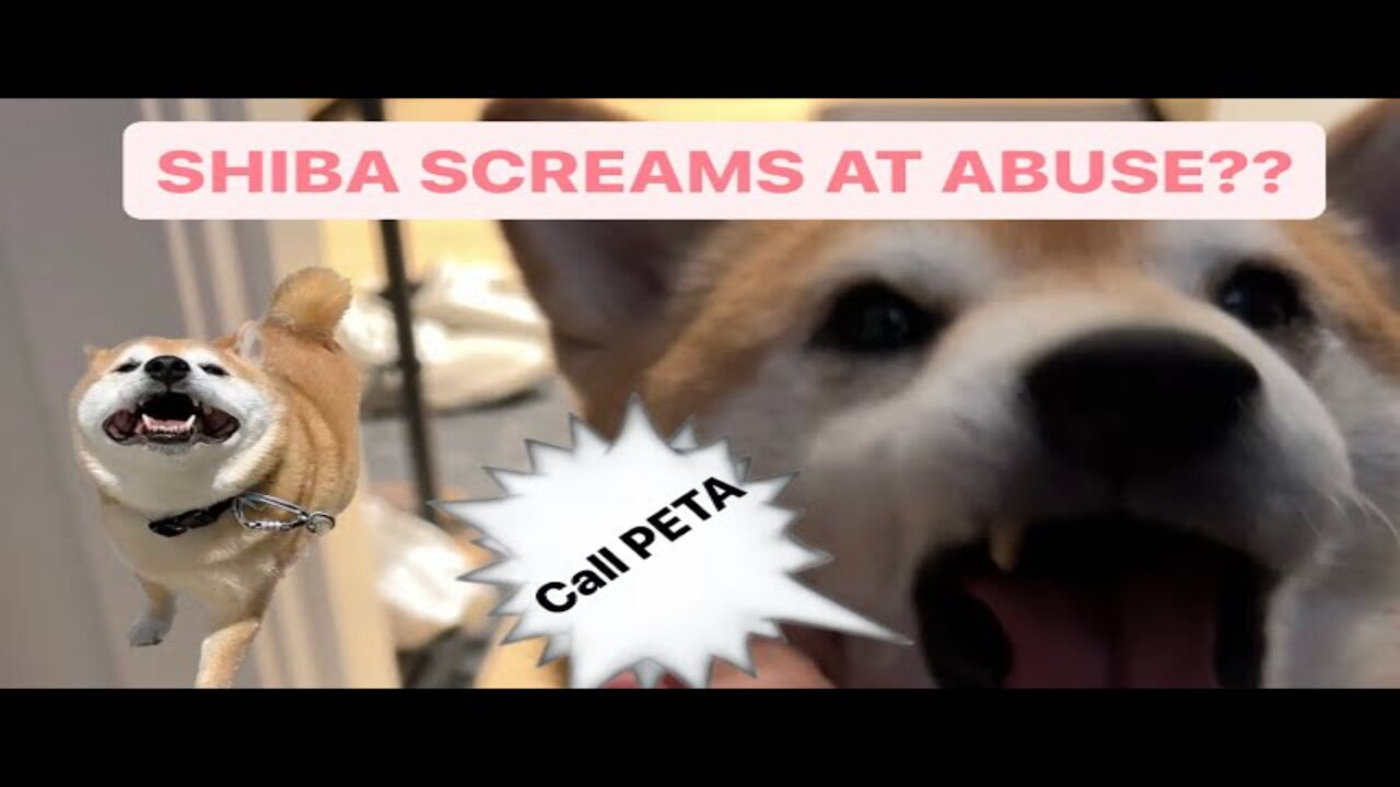 Shiba’s Screams About The Abuse