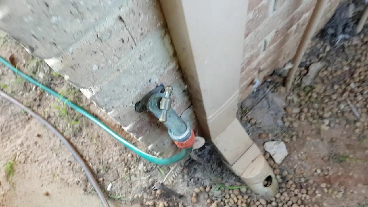 Australian Red Back Spider