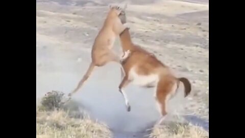 Mountain Lion Kills Llama Twice it’s Size with Bite to the Neck