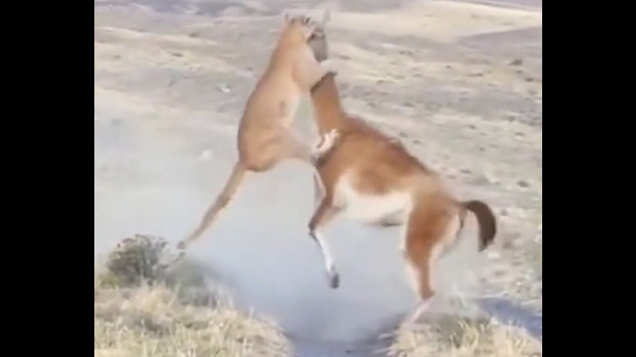 Mountain Lion Kills Llama Twice it’s Size with Bite to the Neck