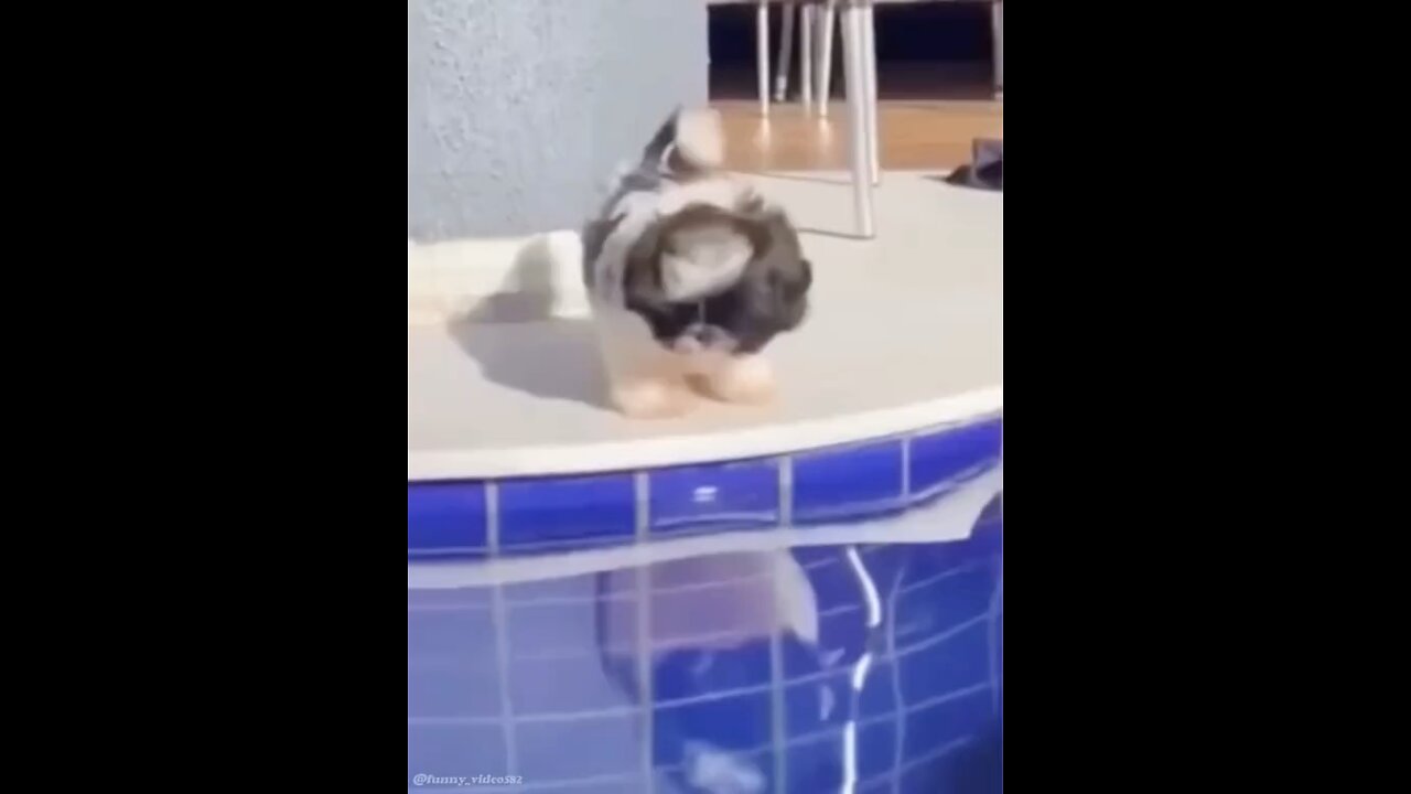 Dog try swimming in pool funny moment