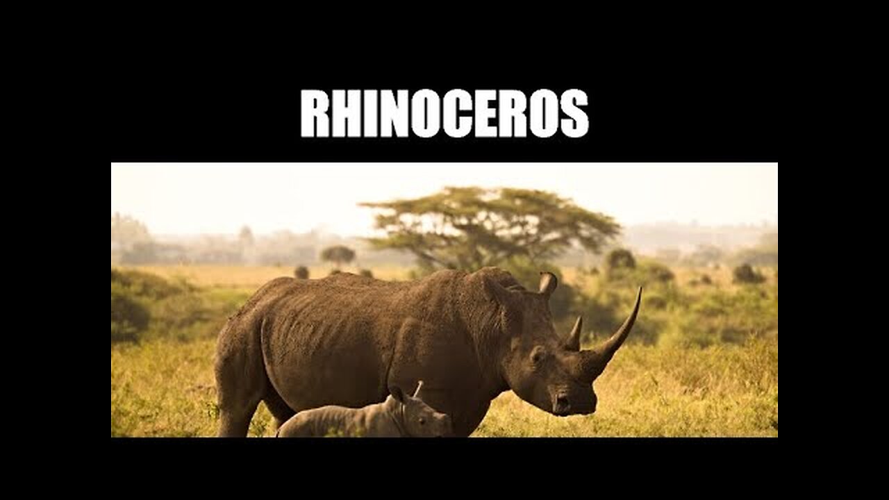 "Discover the Majestic World of Rhinoceros: Horns, Habitat, and Conservation!"