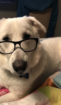 This dog chillin with reading glasses on is nothing short of hysterical