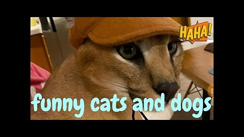 funniest dog and cat videos fun with cats and dogs 2023 WILD ANIMAL