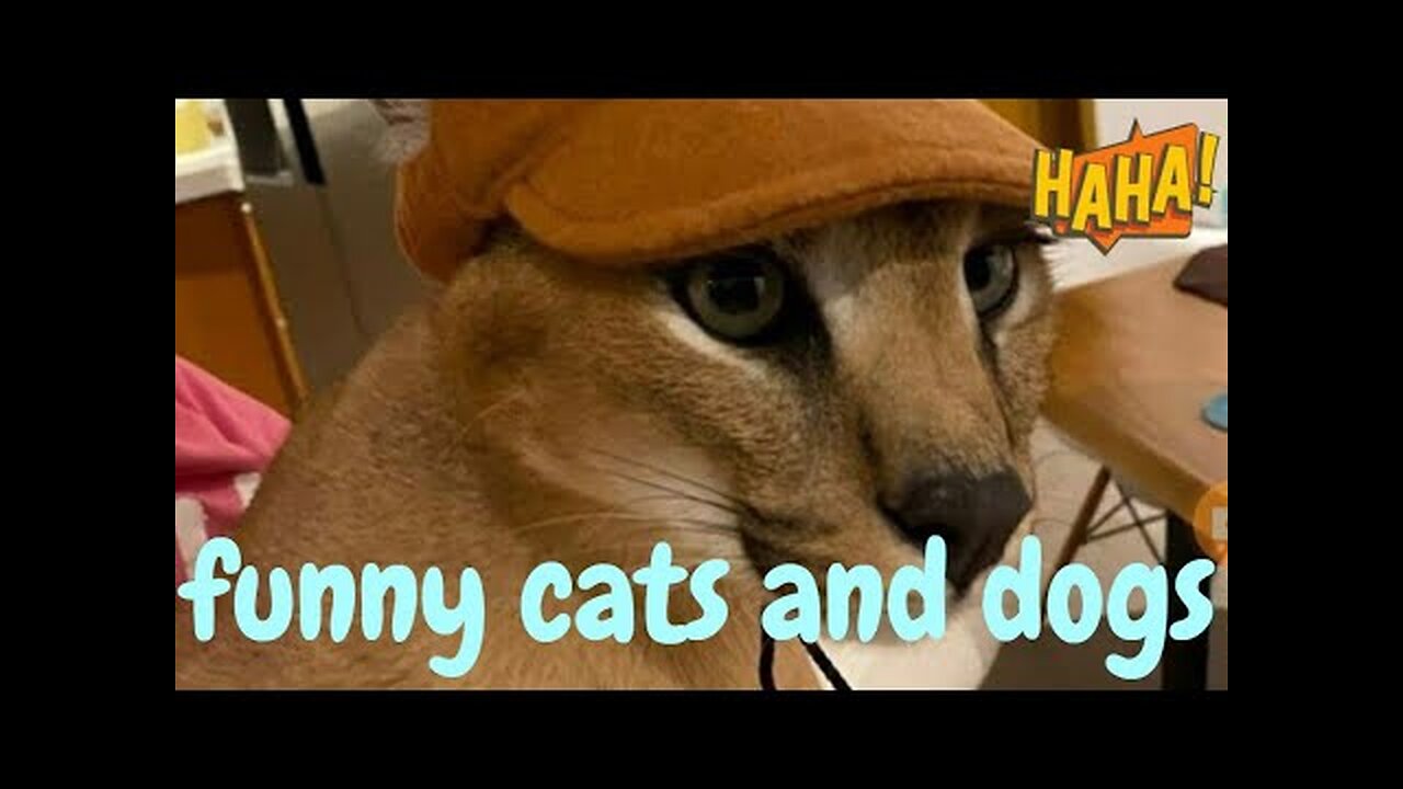 funniest dog and cat videos fun with cats and dogs 2023 WILD ANIMAL