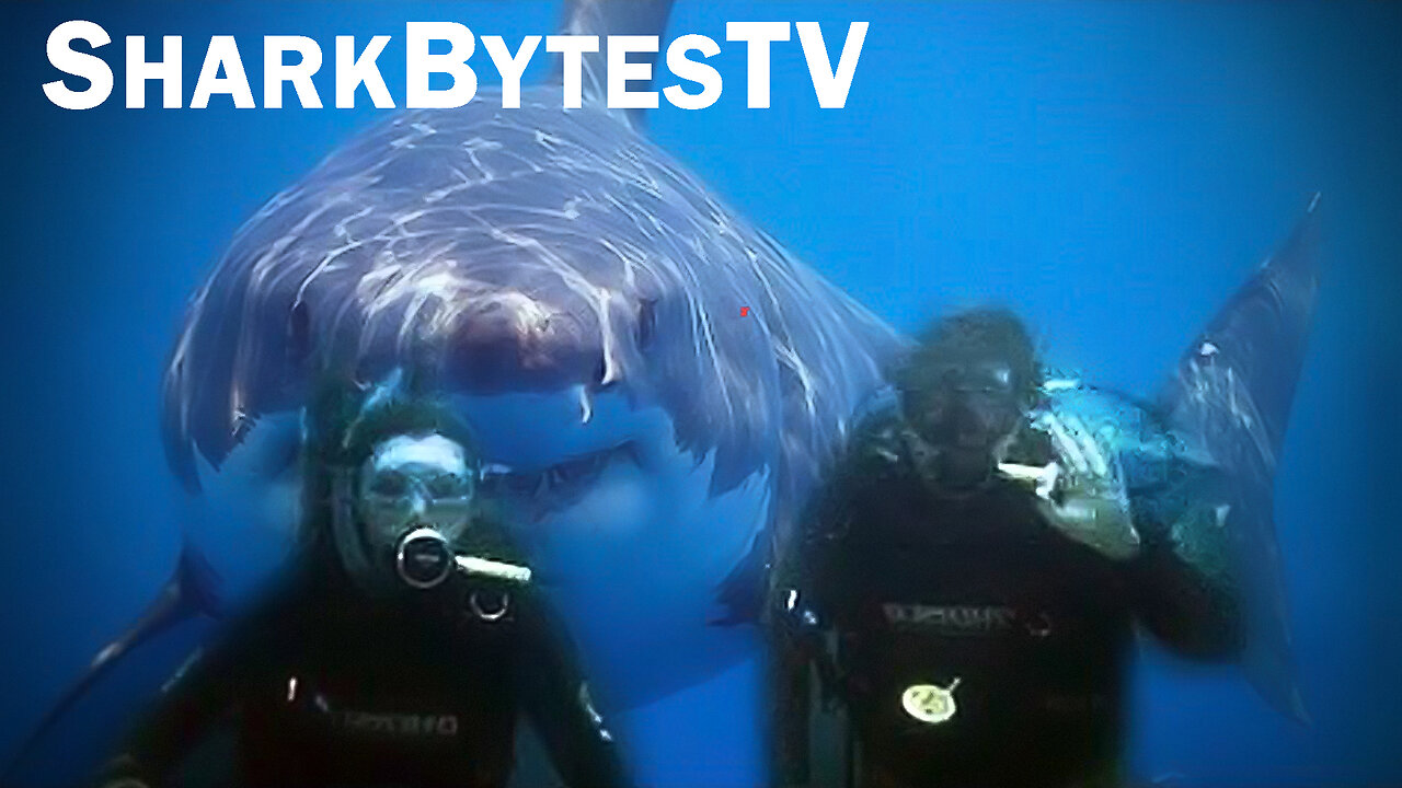 Submarine Shark Caught on Video - Shark Bytes TV Episode 9 - The Megalodon Sightings