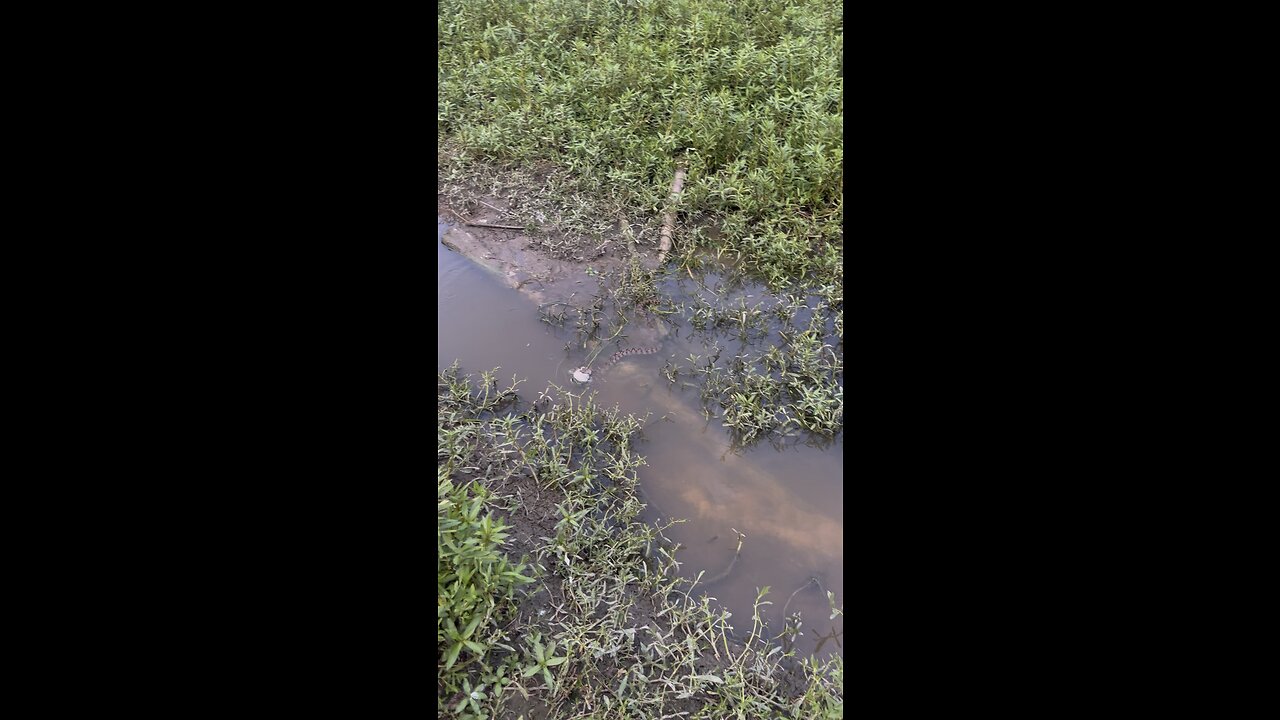 LOOK AT THIS SNAKE EATING A FISH❗️