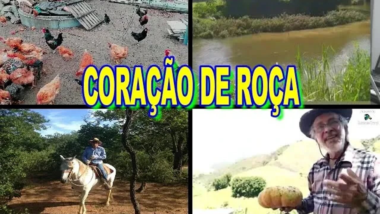 CORAÇÃO DE ROÇA COLHENDO ABÓBORA