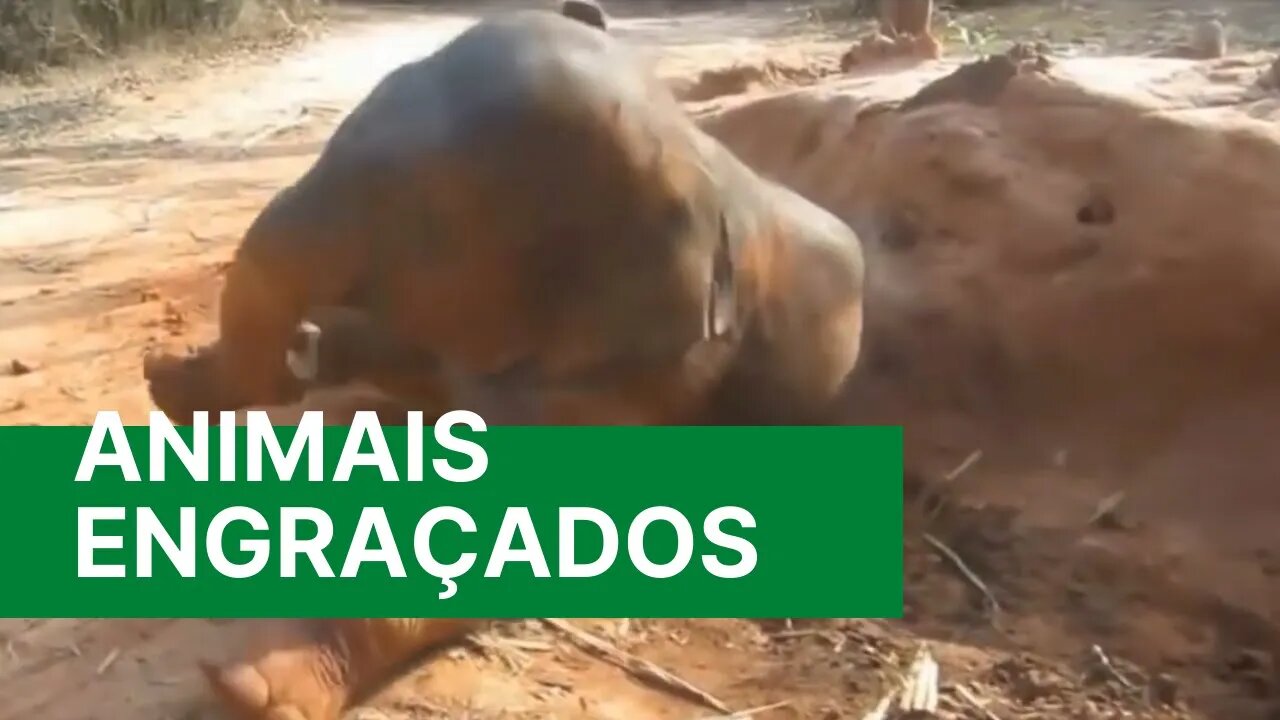 Videos story Engraçados - Animais Engraçados Peidando