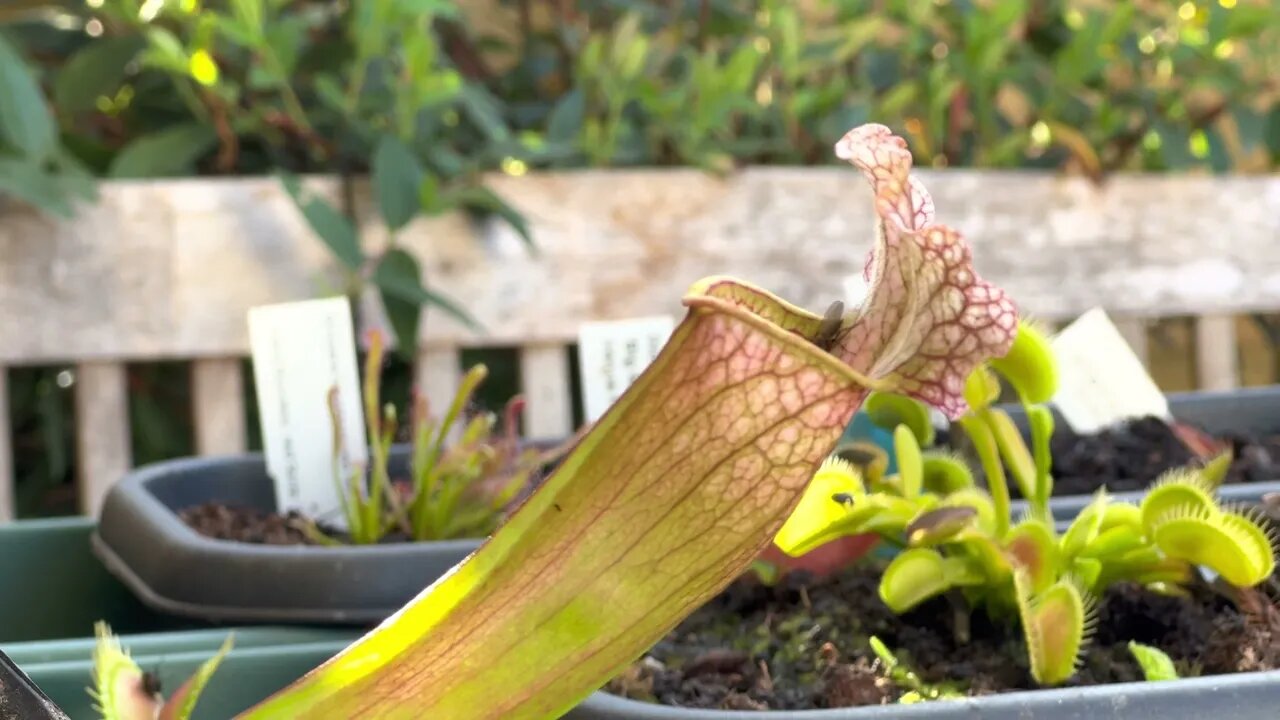 Fly about to be dinner for the pitcher plant