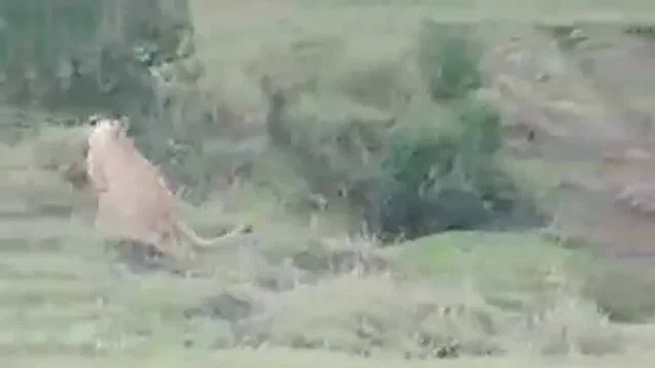 Lioness Eating Zebra LIVE from Maasai Mara