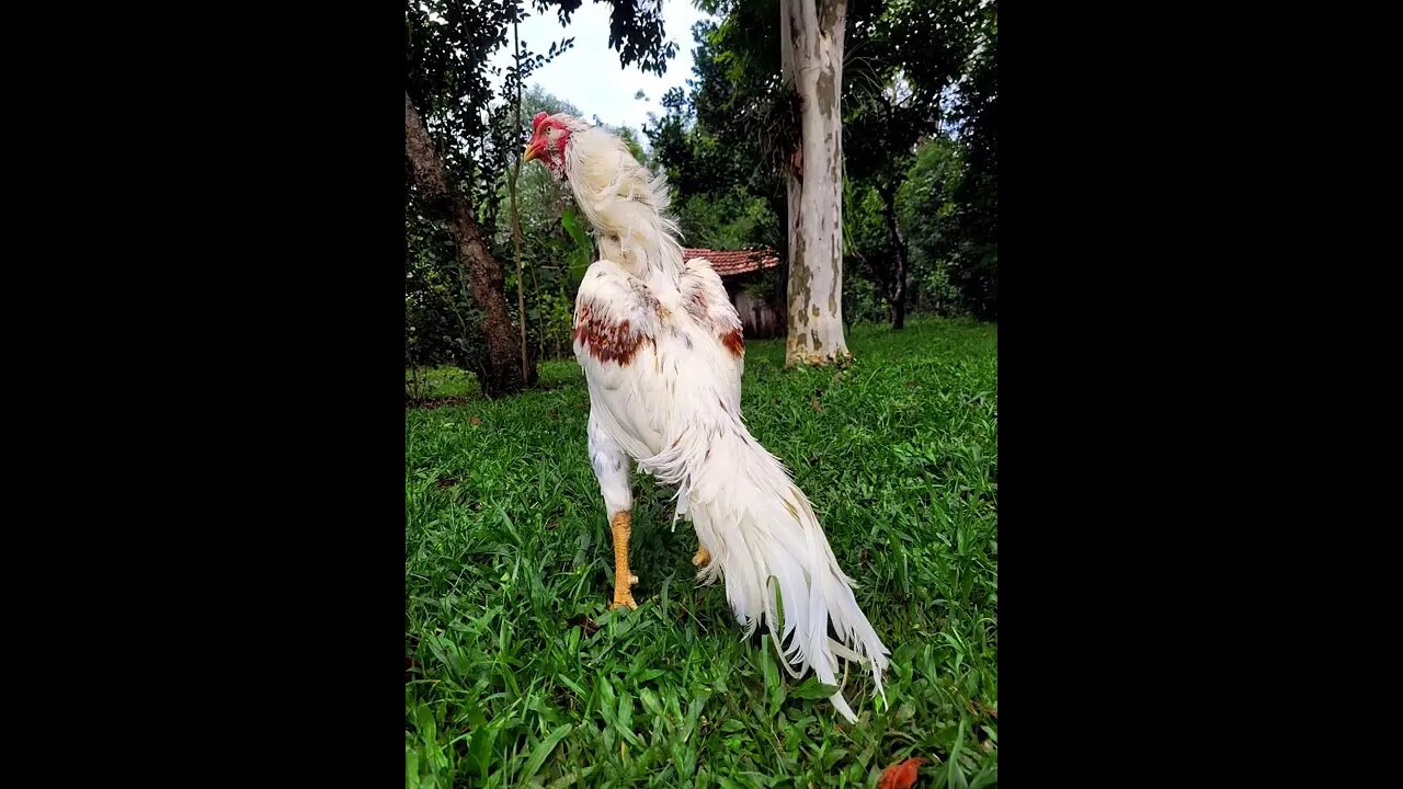 opiniao de galista,valorize suas aves.