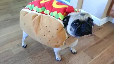 💥Funny Animal Moments Caught On Tape😅😜Funny Animal Videos💥👌