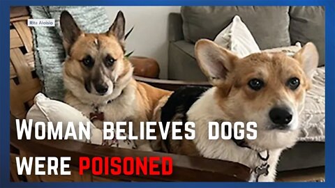 Linda Vista woman believes Corgis were intentionally poisoned in her own backyard