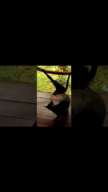 viral funny 3 cat vs monkey