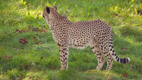 Close-up of adult cheetah walking in the grass