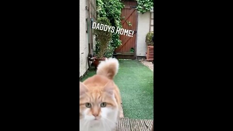 Cute cat is happy to welcome his dad #shorts