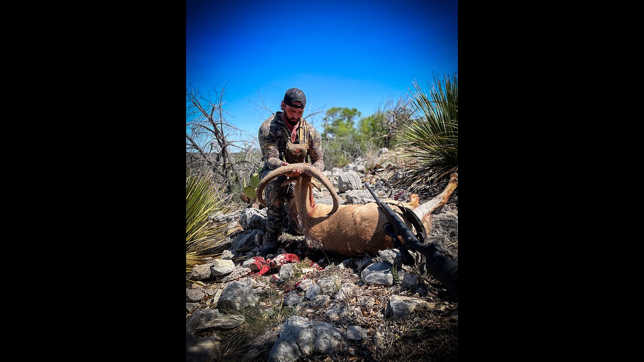 Texas Free Range Aoudad Hunt