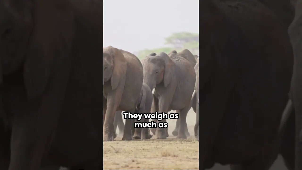 The Majestic African Elephant - A Quick Dive