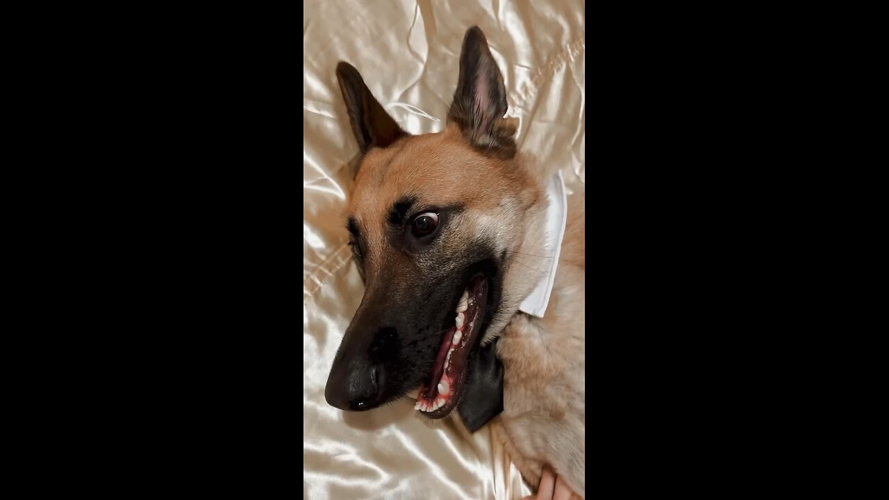 Funny jokes ….,German Shepherd 🤣🤣