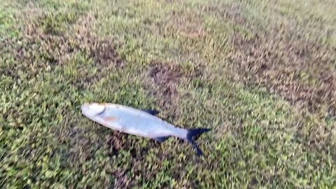 Fresh water TARPON!