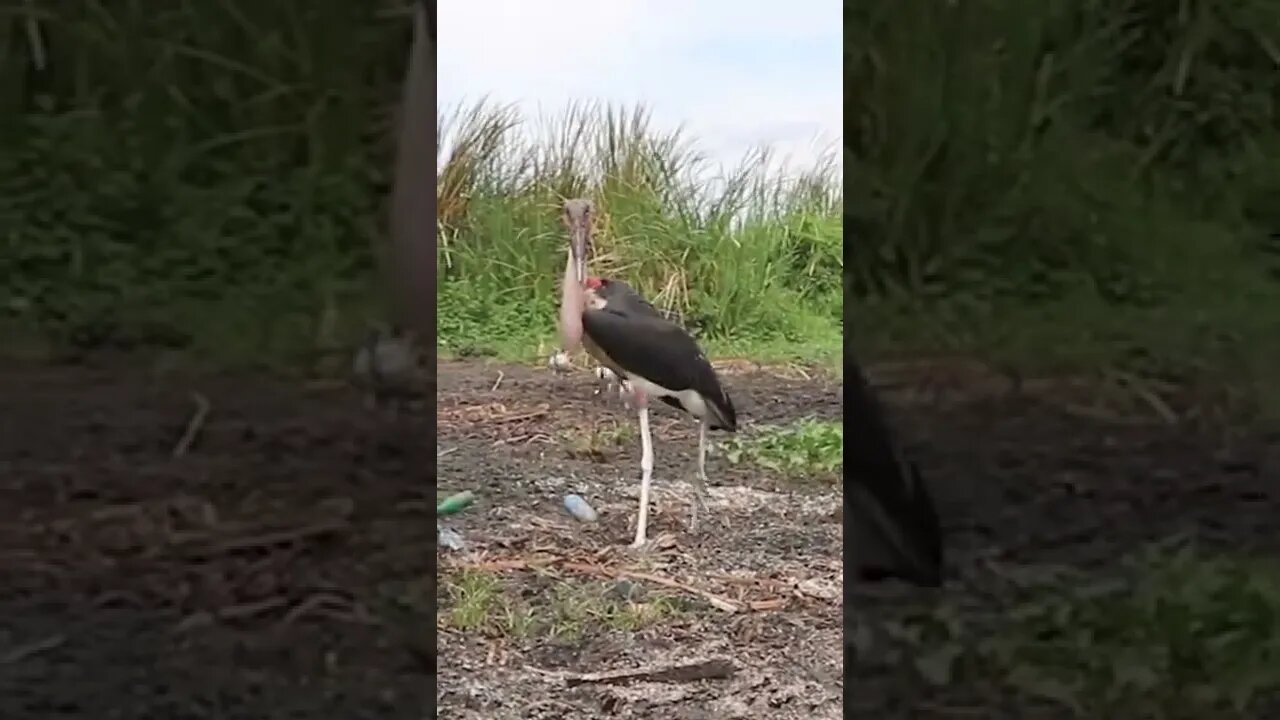 Quick Facts About Africa’s Ugliest Bird! 🤔#shorts #safari #travel