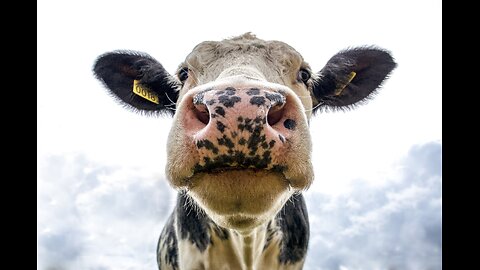 COWS GRAZING IN A FIELD 🐄 COWS MOOING | FunAround