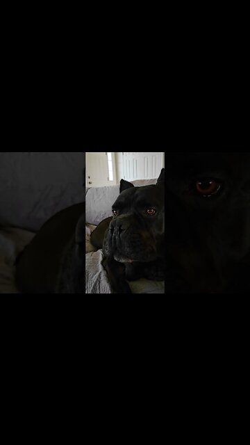 ANGRY CANE CORSO 😨 #dog #shorts #funny