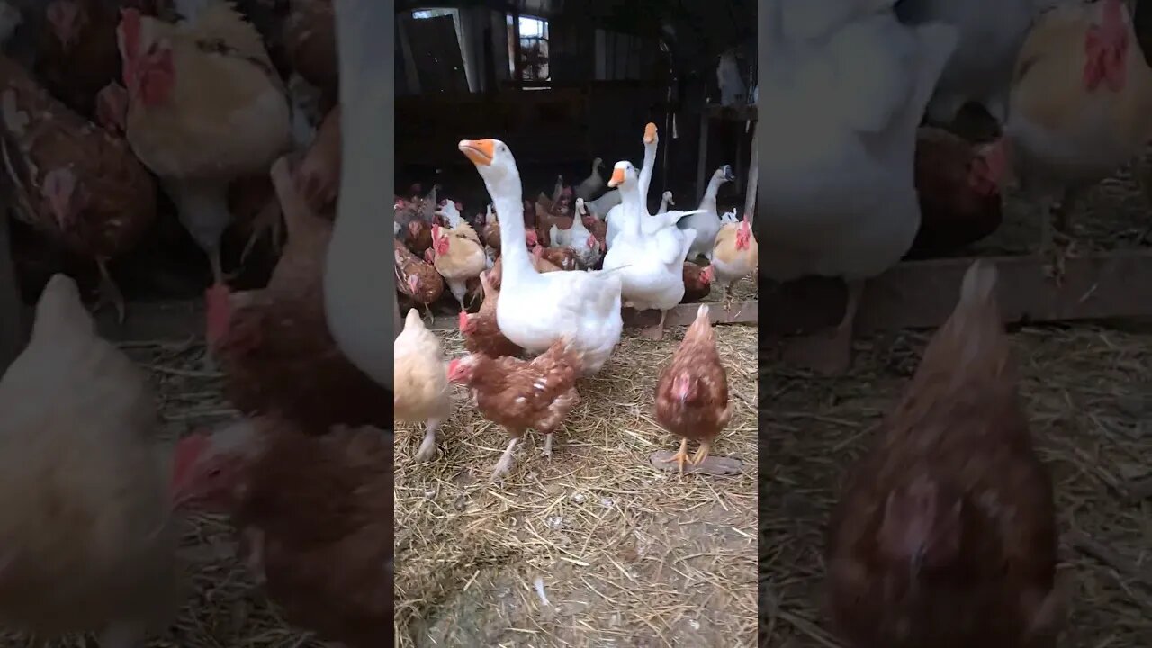 #HomesteadLife #homesteading #farmlife #farmanimals