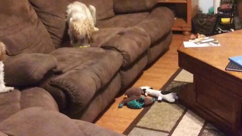 Phoebe, Andy & a glimpse of the E Litter(2)