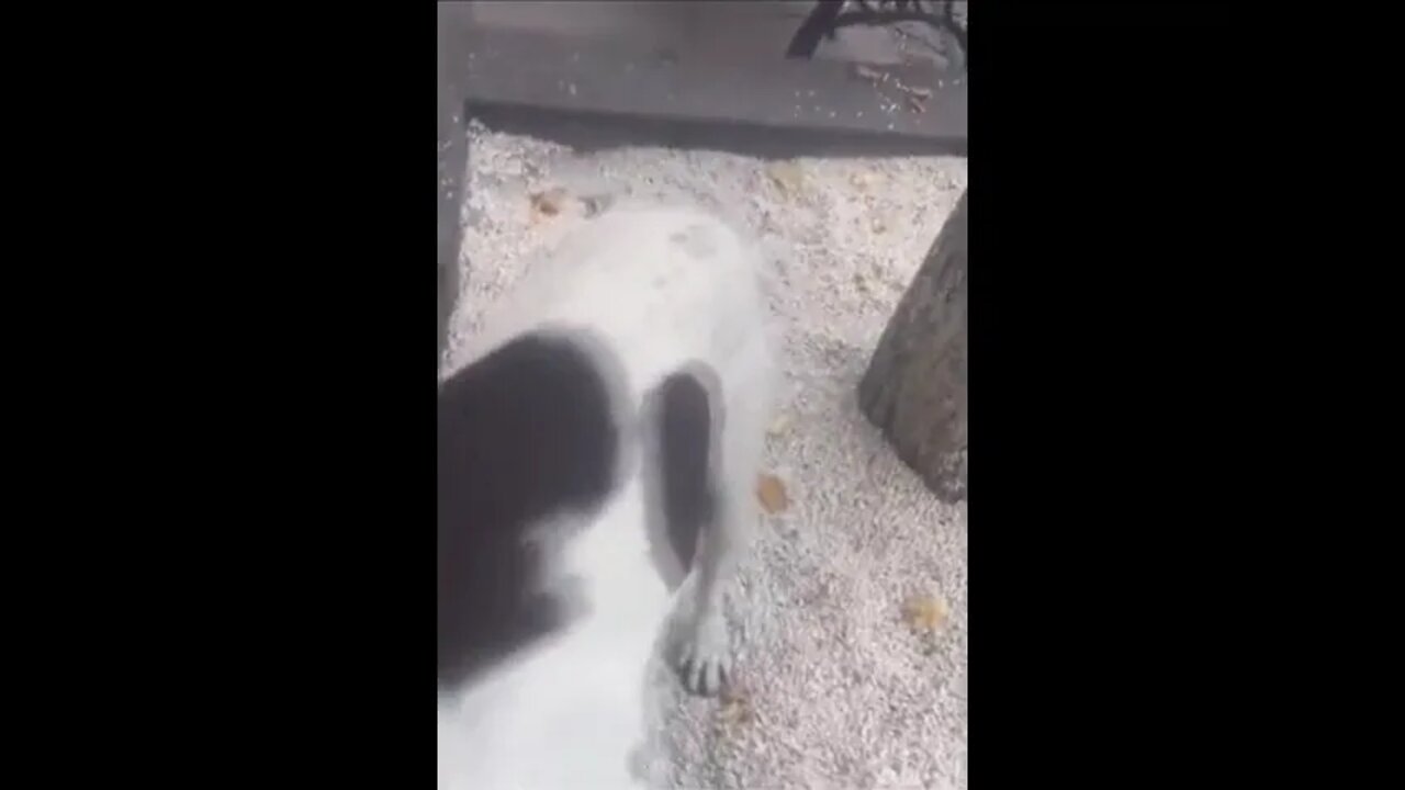 Man Finally Finds His Dog After 3 Years!