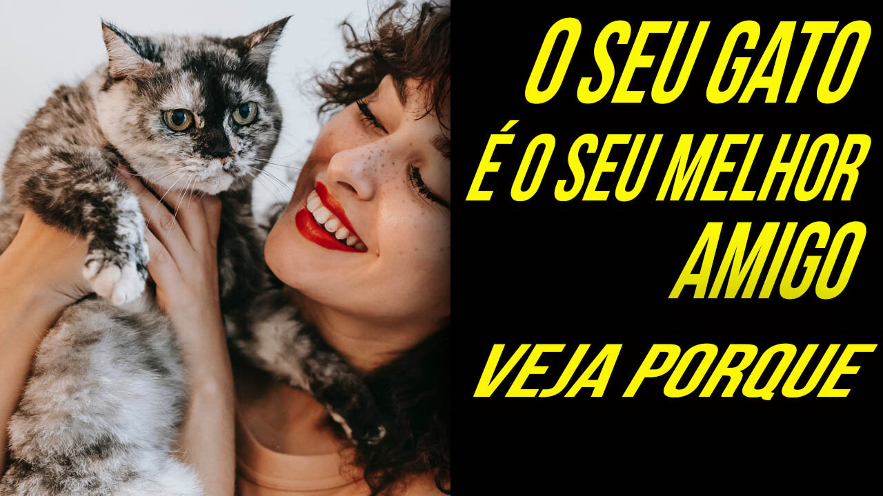 10 MOTIVOS QUE FAZEM DOS GATOS OS NOSSOS MELHORES AMIGOS