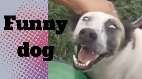 FUNNY DOGS | FUNNY CLIPS WITH ANIMALS #funny🤣🤣🤣