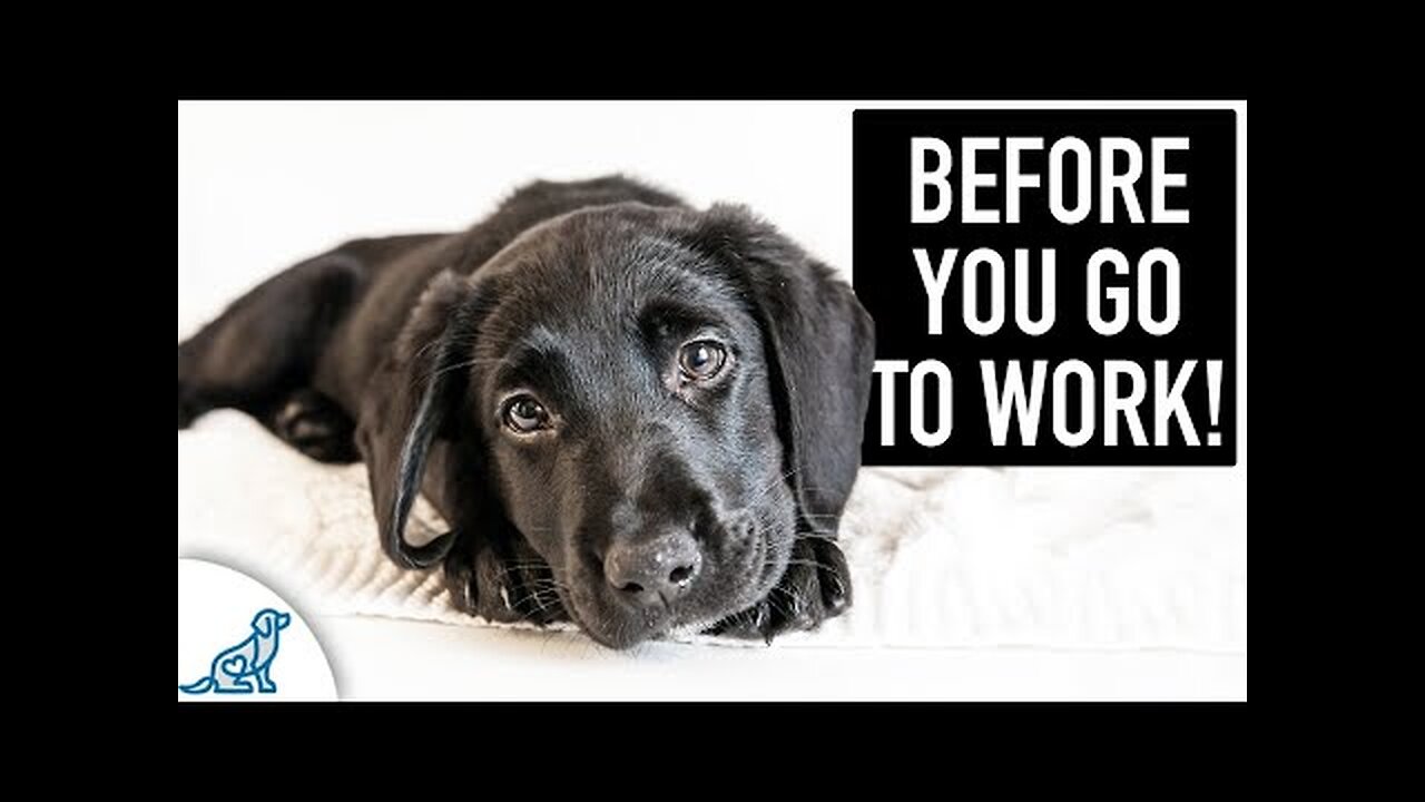 A Puppy Training Morning Routine For BUSY Puppy Owners!