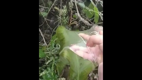 Peeling the ice off a frozen leaf